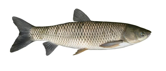 Grass Carp